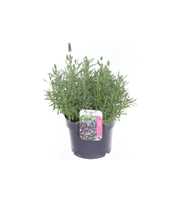 Lavandula stoechas mix
