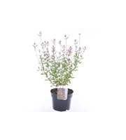 Salvia microphylla Salvinio Pink