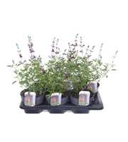 Salvia microphylla Salvinio Dark Purple