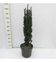 Taxus baccata Fastigiata Robusta