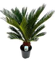 Cycas revoluta P19 XL