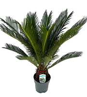 Cycas revoluta P17 XL