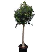 FICUS BENJAMINA