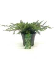 Juniperus conferta 'Schlager'