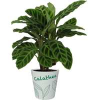 Calathea 14cm Zebrina in smartcup