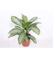 Aglaonema Silver Bay