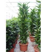 Dracaena Janet Lind