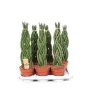 Sansevieria Twister