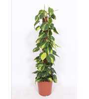 Philodendron Scandens Brasil "kratistestok"