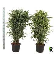 Dracaena frag. deremensis vertakt gemengd