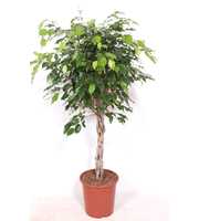 Ficus Exotica