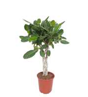 Ficus Benghalensis