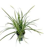 Carex morrowii 'Ice Dance'