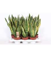 Sansevieria Laurentii