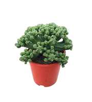 Euphorbia tubiglans 17 cm