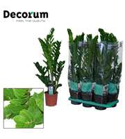 Zamioculcas 17 cm 5+ veren (Decorum)