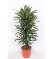 Dracaena Warneckei