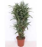 Dracaena Warneckei