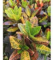 Codiaeum Petra (Croton Petra)