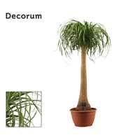 Beaucarnea recht 30 cm XL (Decorum)