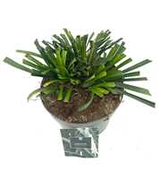 Liriope muscari 'Monroe White'