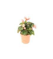 Begonia 'Glory Garden' Pink Shades