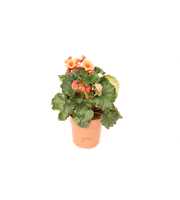 Begonia 'Glory Garden' Orange