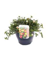 Portulaca Campino Cherry
