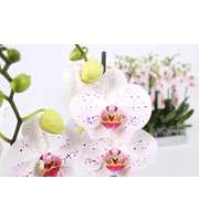 Phalaenopsis Goya, 2-spike 18+