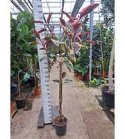 Ficus Elastica Belize vertakte stam 230