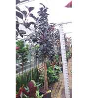 Ficus Elastica Abidjan multistam 380