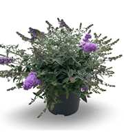 Buddleja Lilac Chip