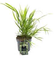 Hakonechloa macra