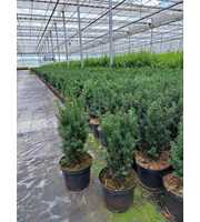 Taxus media 'Hillii'