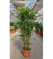 Dracaena Riki