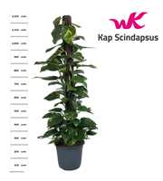 Scindapsus (Epipremnum) Kratistenstok 120 cm