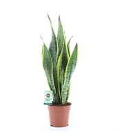 Sansevieria Laurentii