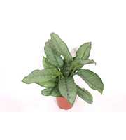 Aglaonema Freedman