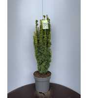 Taxus b. 'David'