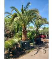 phoenix canariensis