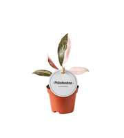 Philodendron Pink Princess