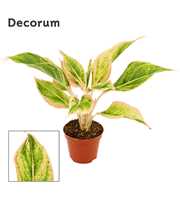 Aglaonema Lipstick pink 9 cm (Decorum)