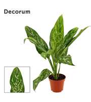 Aglaonema Green lady 9 cm (Decorum)