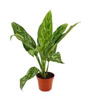 Aglaonema Green lady 9 cm