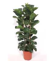 Ficus lyrata bambino 3 per pot