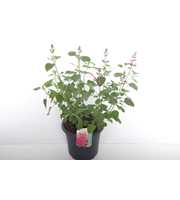 Salvia microphylla Pink Pong