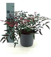 Nandina d. Flirt