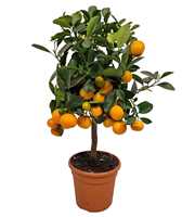 Citrus Calamondin Stem