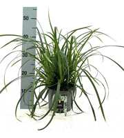 Carex morrowii 'Irish Green'