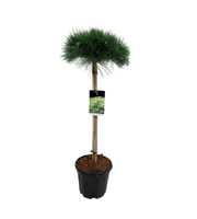 Pinus nigra 'Pierrick Brégeon'